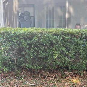 Bush Trimming by Cronley Landscaping reviewed on August 17, 2025