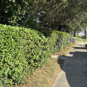 Bush Trimming by Perez lawn maintenance reviewed on October 18, 2025