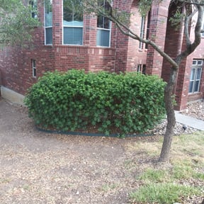 Bush Trimming by Nappyweeds Lawncare reviewed on August 17, 2025