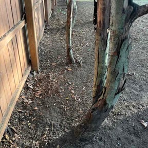 Leaf Removal by Carter Lawn Service reviewed on July 15, 2026