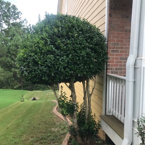 Bush Trimming by Yards Done Daily reviewed on May 19, 2024