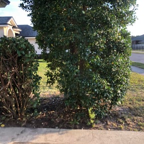 Bush Trimming by KAAZ Landscaping and Remodeling,LLC reviewed on August 20, 2025
