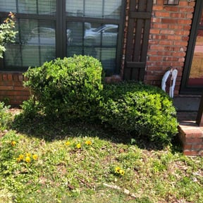 Bush Trimming by 4C's Lawn Care LLC reviewed on August 14, 2025