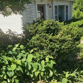 Bush Trimming by SM Lawn Services reviewed on August 15, 2025