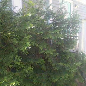 Bush Trimming by Exclusive landscaping reviewed on May 22, 2026
