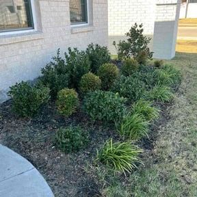 Bush Trimming by Corte de césped reviewed on October 24, 2025