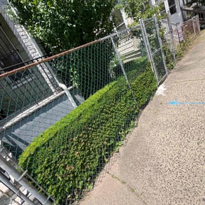 Bush Trimming by Verde Lawncare reviewed on August 15, 2025