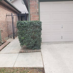 Bush Trimming by Southern green thumb reviewed on February 7, 2026