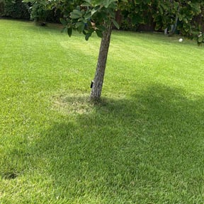 yard work by Juan Rodriguez reviewed on August 17, 2025