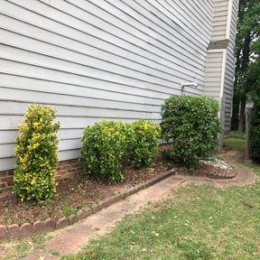 Bush Trimming by Laupola's Landscaping reviewed on August 20, 2025