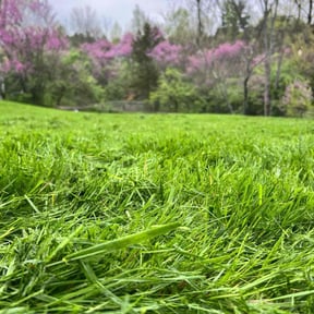 yard care by Real Deal Lawn Care LLC reviewed on August 19, 2025