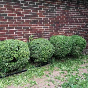 Bush Trimming by Jerrel's Handyman & Lawn Service LLC reviewed on August 17, 2025