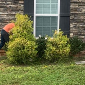 Bush Trimming by Wallace Construction &amp; Landscape LLC reviewed on October 24, 2025