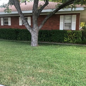 Bush Trimming by YardGoat Mowing reviewed on August 21, 2025