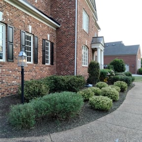Bush Trimming by John's lawn care reviewed on August 20, 2025