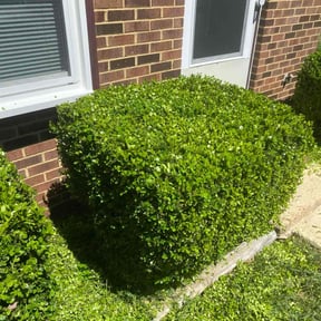 Bush Trimming by Emanuel’s Lawncare reviewed on August 19, 2025