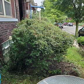 Bush Trimming by Salvador Gonzalez reviewed on August 21, 2025