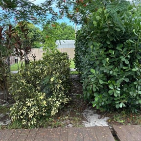 Bush Trimming by Terry Collins reviewed on August 14, 2025