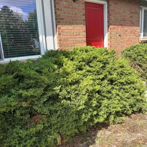 Bush Trimming by Lawn Patrol reviewed on November 20, 2025