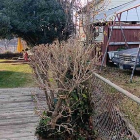Bush Trimming by SGE Lawn Care reviewed on August 16, 2025