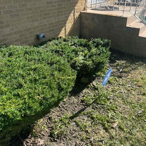 Bush Trimming by Jordan's legacy operations reviewed on April 29, 2023