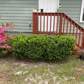 Bush Trimming by Father Daughter Lawn Company reviewed on March 22, 2026
