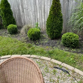 Bush Trimming by Triple S Cuts & Cleanouts reviewed on August 21, 2025