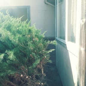 Bush Trimming by Mitchell's Home Solutions reviewed on August 16, 2025