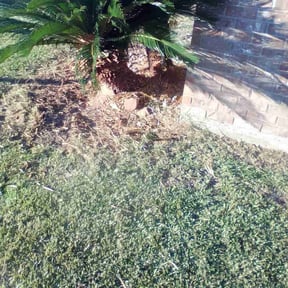 Bush Trimming by Hugo's Lawns reviewed on December 4, 2025