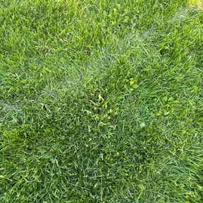 Bush Trimming by Roger Kumler reviewed on August 19, 2025