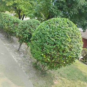 Bush Trimming by Anoka Lawncare reviewed on July 18, 2026