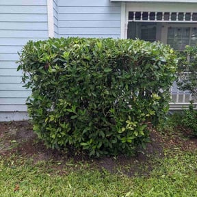 Bush Trimming by QMC Property Services reviewed on May 24, 2025