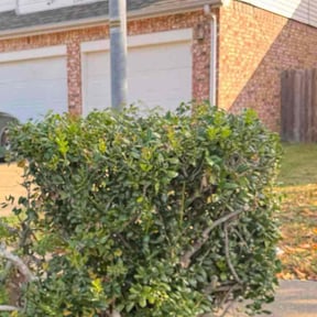 Bush Trimming by Fine touch lawns reviewed on November 21, 2025