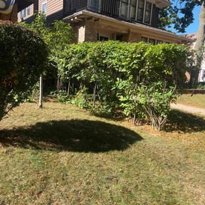 Bush Trimming by Finns landscaping reviewed on June 24, 2026