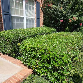 Bush Trimming by SM Lawn Services reviewed on August 15, 2025