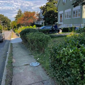 Bush Trimming by Davis landscaping reviewed on August 17, 2025
