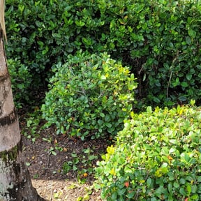 Bush Trimming by 19 Property Landscaping reviewed on August 16, 2025