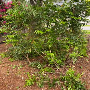 Bush Trimming by Pelons lawn care reviewed on August 16, 2025