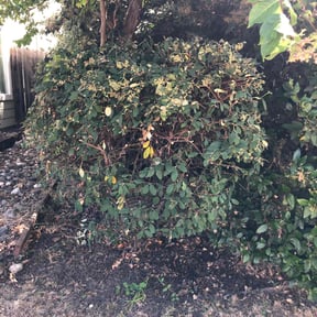 Bush Trimming by Quality cuts reviewed on November 10, 2025