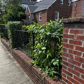 Bush Trimming by Mainline Lawn Care reviewed on August 20, 2025