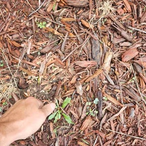 Flower Bed Weeding by Adams Lawns &amp; More reviewed on April 6, 2023