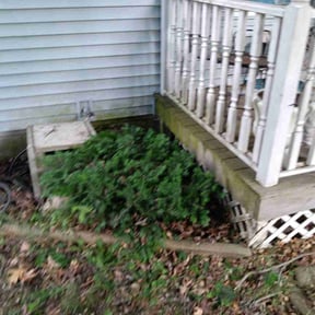 Bush Trimming by Jerusalemlawncareservice reviewed on August 18, 2025