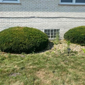 Bush Trimming by Tried & True Landscape reviewed on August 16, 2025