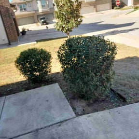 Bush Trimming by Family Man Landscaping reviewed on November 18, 2025