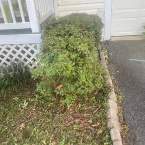 Bush Trimming by Paparo Lawn Care reviewed on May 2, 2025
