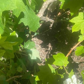 Leaf Removal by Brothers Landscaping and Construction reviewed on October 3, 2025