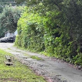Bush Trimming by Mj.s Handyman services reviewed on June 10, 2026