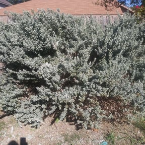 Bush Trimming by Kut n trim reviewed on August 17, 2025