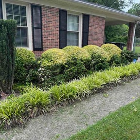 Bush Trimming by Stand Lawncare LLC reviewed on June 26, 2026