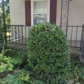 Bush Trimming by KCT Landscaping  reviewed on October 20, 2025
